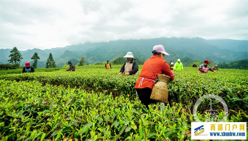 丰收景象!酉阳高山云雾茶进入采摘期(图1) 丰收景象!酉阳高山云雾茶进入采摘期(图1)