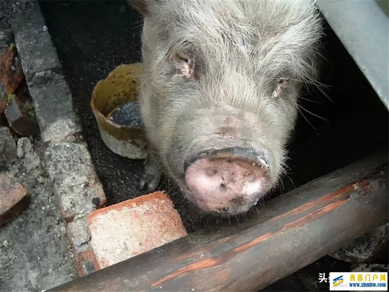 “猪坚强”迈入生命晚期,5·12当天游客暴增,专家:别过度消费它(图1) “猪坚强”迈入生命晚期,5·12当天游客暴增,专家:别过度消费它(图1)