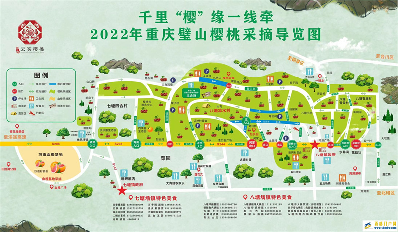 璧山樱桃红满枝采摘游玩正当时(图3) 璧山樱桃红满枝采摘游玩正当时(图3)