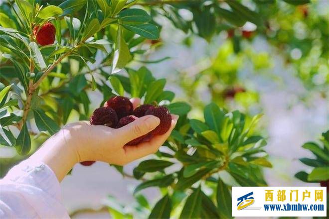 立夏啦!来红河花样打卡(图1) 立夏啦!来红河花样打卡(图1)