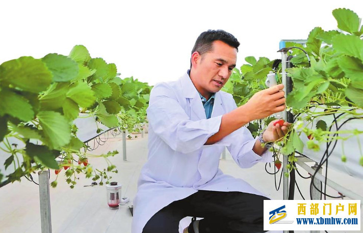 云南省农业科学院草莓研发团队不懈创新取得丰硕成果(图1) 云南省农业科学院草莓研发团队不懈创新取得丰硕成果(图1)