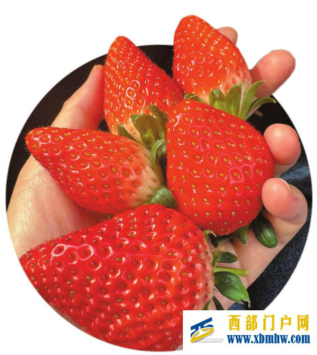 云南省农业科学院草莓研发团队不懈创新取得丰硕成果(图2) 云南省农业科学院草莓研发团队不懈创新取得丰硕成果(图2)