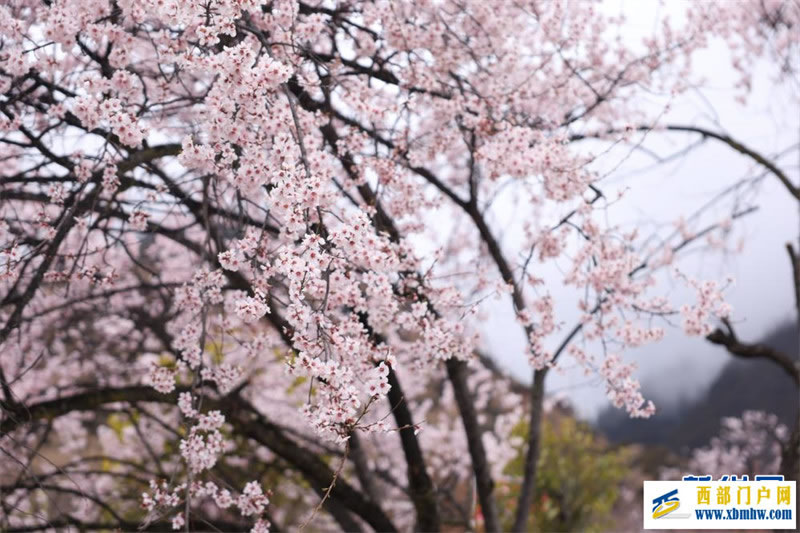 西藏林芝桃花节开幕:一起“桃”醉高原春天里(图7) 西藏林芝桃花节开幕:一起“桃”醉高原春天里(图7)