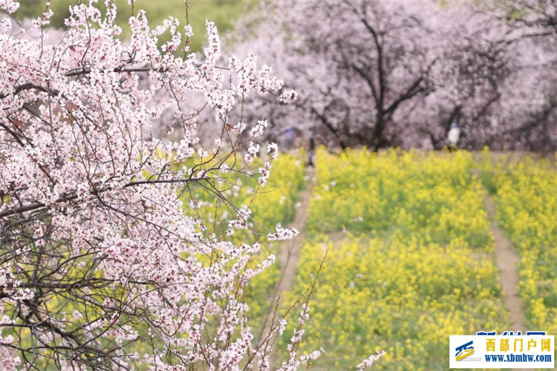 西藏林芝桃花节开幕:一起“桃”醉高原春天里(图8) 西藏林芝桃花节开幕:一起“桃”醉高原春天里(图8)