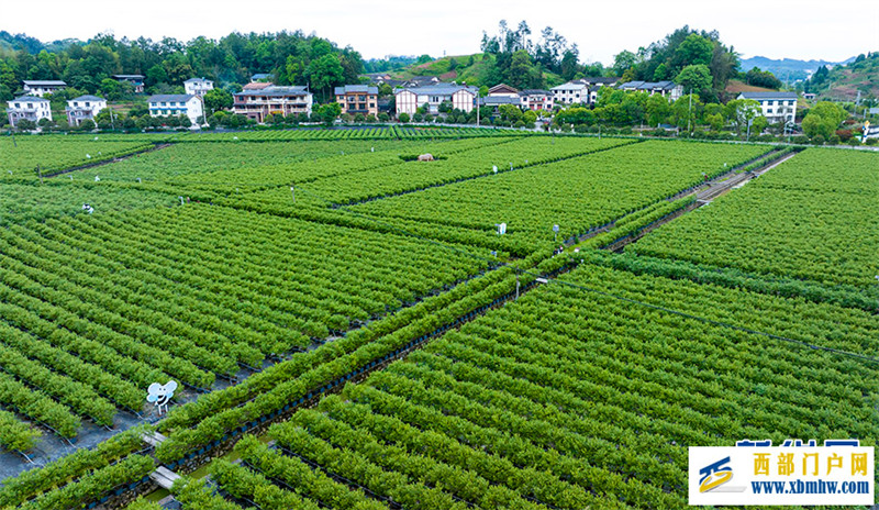 重庆南川:小小蓝莓果 致富大产业(图1) 重庆南川:小小蓝莓果 致富大产业(图1)