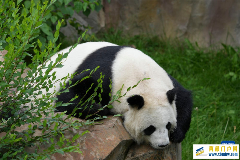 青海西宁:大熊猫的高原夏日生活(图2) 青海西宁:大熊猫的高原夏日生活(图2)