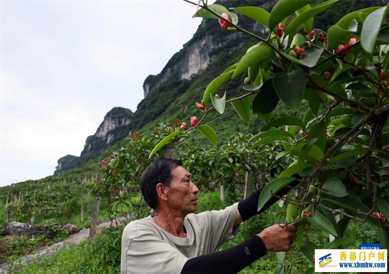 重庆彭水:中草药特色产业促农增收(图4) 重庆彭水:中草药特色产业促农增收(图4)