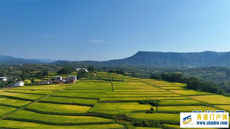 云南永仁“幸福里”水稻基地迎丰收(图2) 云南永仁“幸福里”水稻基地迎丰收(图2)