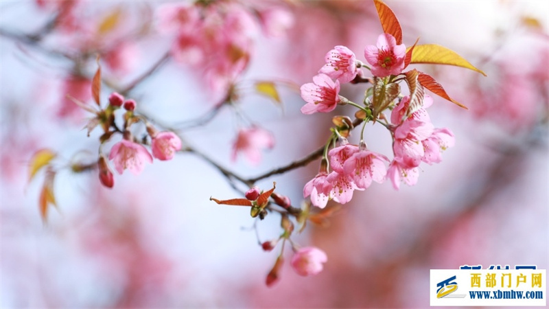 云南施甸:冬樱绽放美如画(图3) 云南施甸:冬樱绽放美如画(图3)