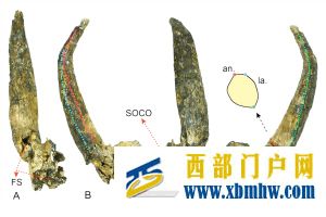 云南发现600万年前牛族新物种(图1) 云南发现600万年前牛族新物种(图1)